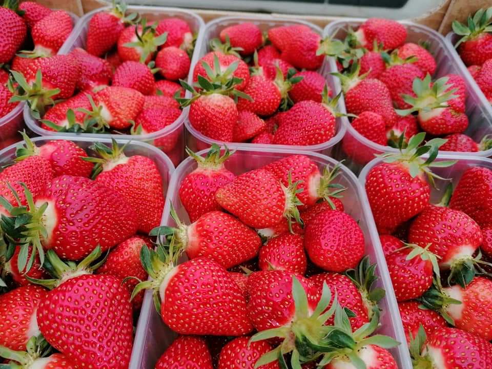 Plastična ambalaža za jagode i drugo voće - Panonska INT