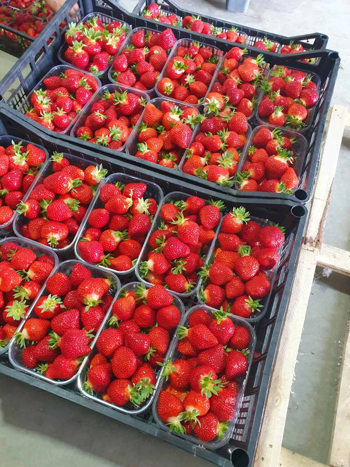 Plastična ambalaža za jagode i drugo voće - Panonska INT