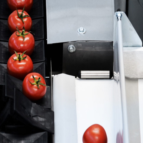 Sortiranje paradajza - Masine za sortiranje - Panonska INT